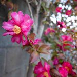 寒つばき　240129 (1 - 1)